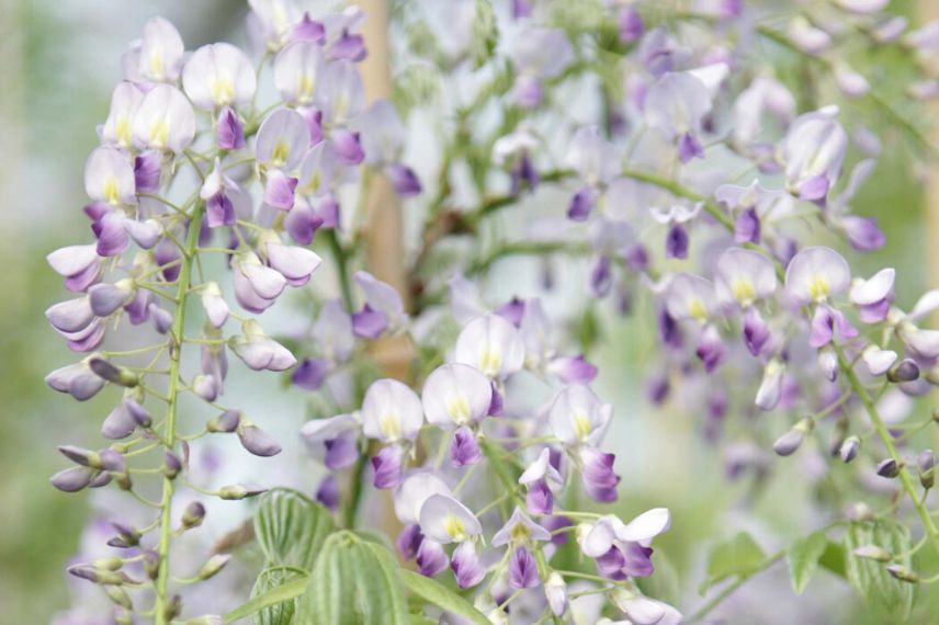 glycine de chine prolific