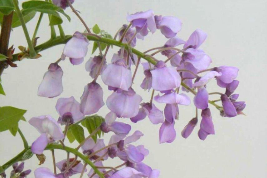 glycine de chine Wisteria venusta Okayama