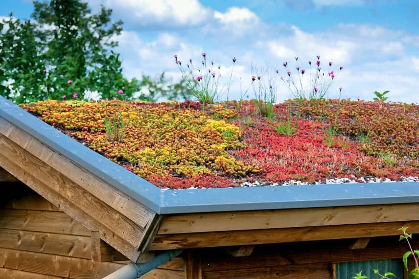 une cabane de jardin avec toit végétalisé