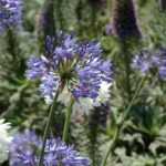 Aménager un jardin inspiré de Madère, l'île aux fleurs