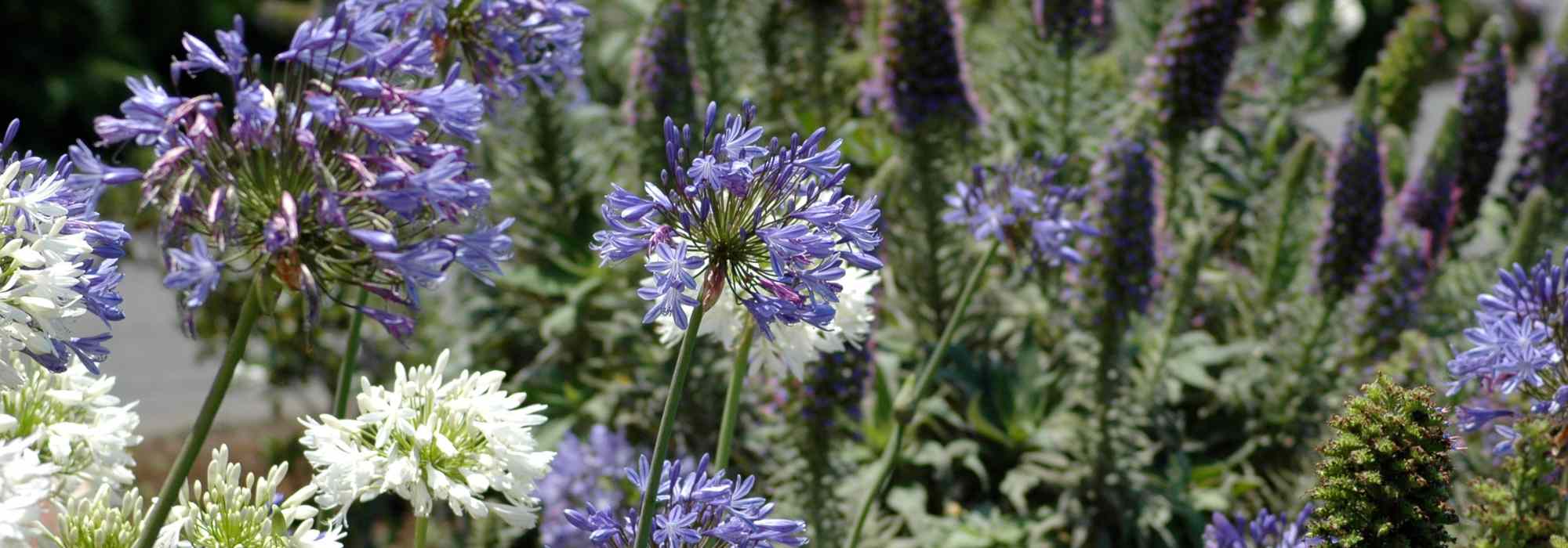 Aménager un jardin inspiré de Madère, l'île aux fleurs