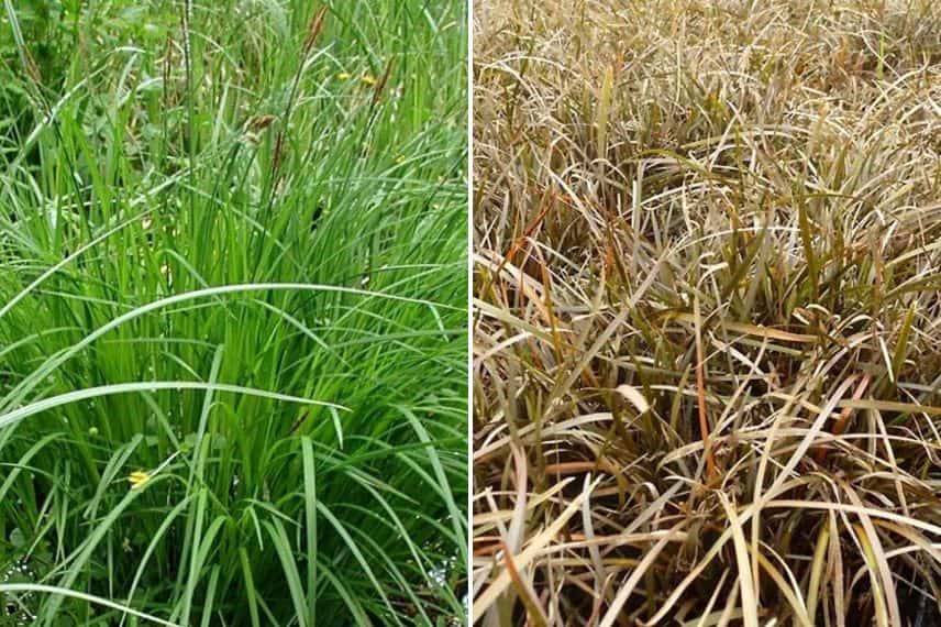 carex pour toiture végétalisé