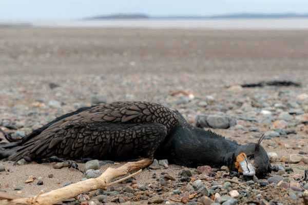 Grippe aviaire : quelles conséquences pour les oiseaux sauvages ?