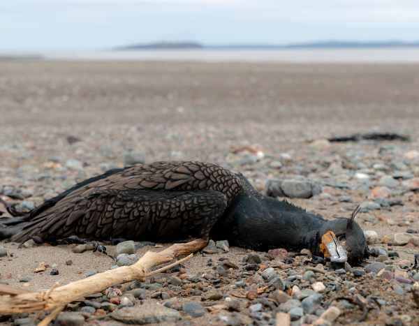 Grippe aviaire : quelles conséquences pour les oiseaux sauvages ?