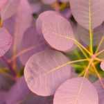 Cotinus pourpre : les plus belles variétés