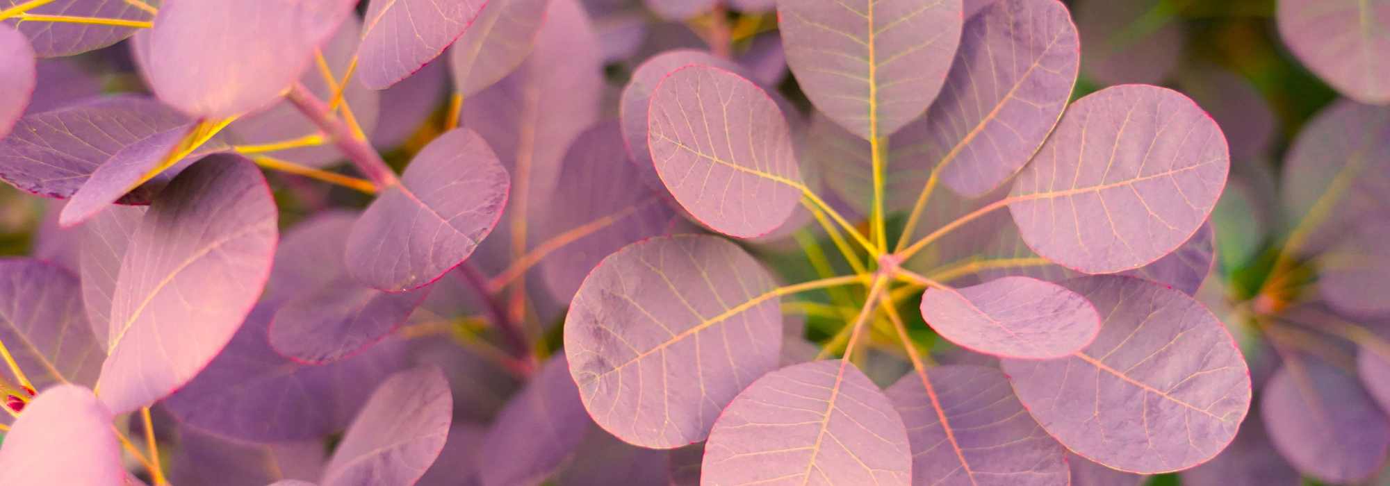 Cotinus pourpre : les plus belles variétés