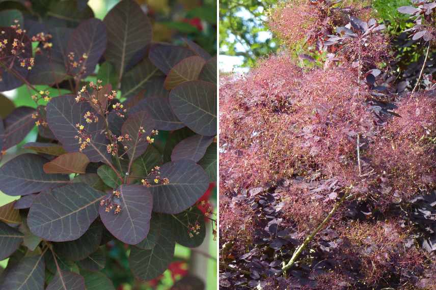 cotinus les plus belles varietes, les plus beaux cotinus, arbre aux perruques