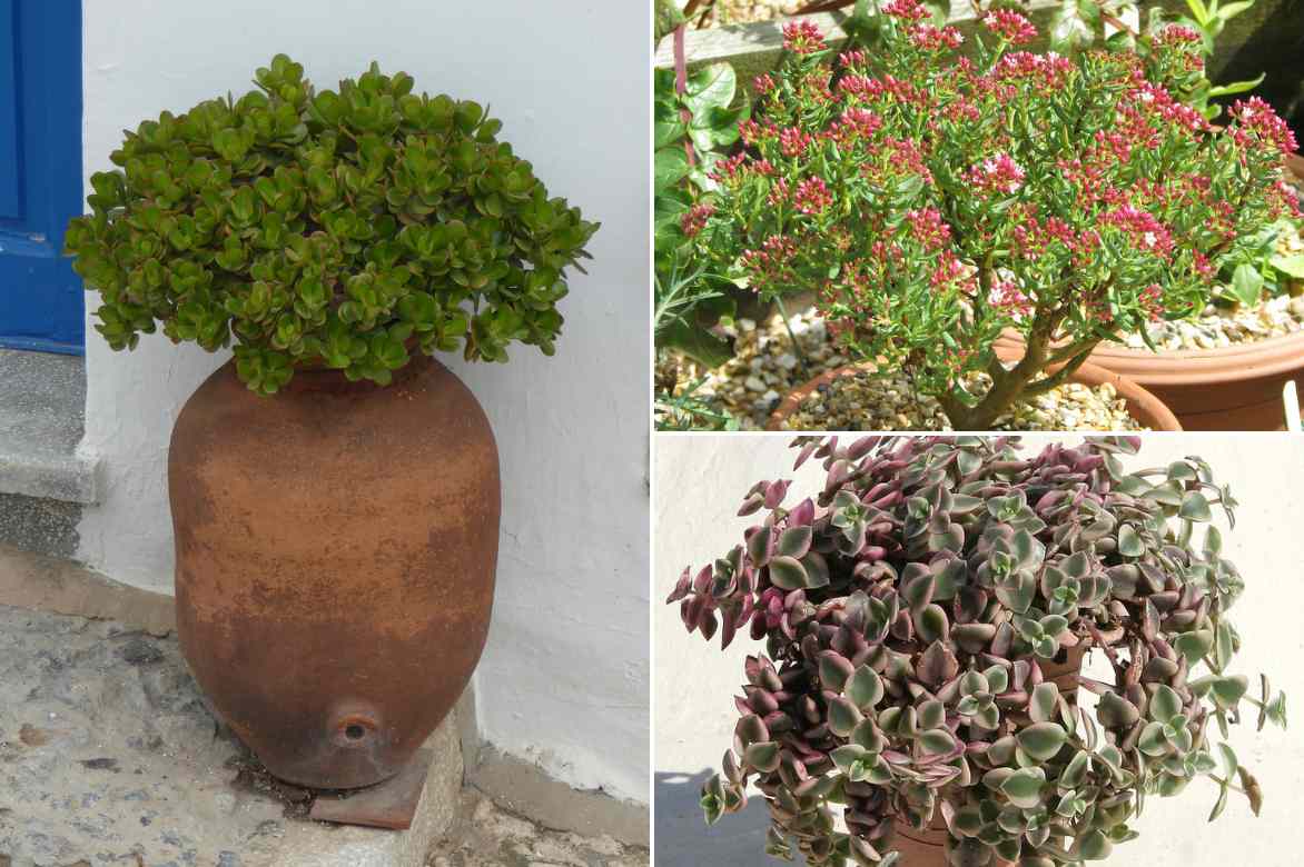 Crassula planter entretenir cultiver, genre crassula