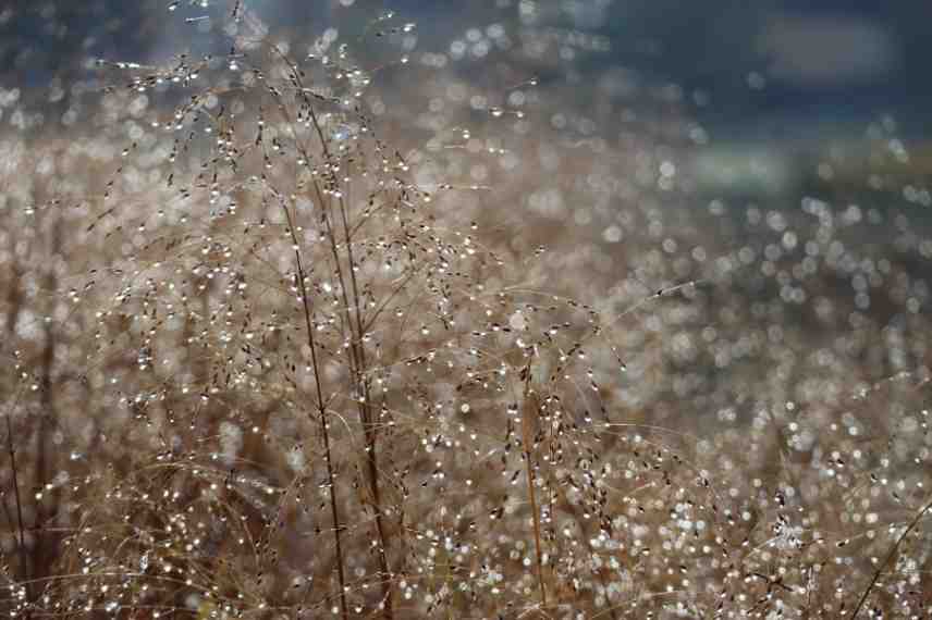 Panicum varietes, Panic erige eleve, comment choisir un panicum