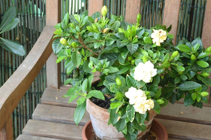 un gardenia en pot posé sur un banc sur la terrasse