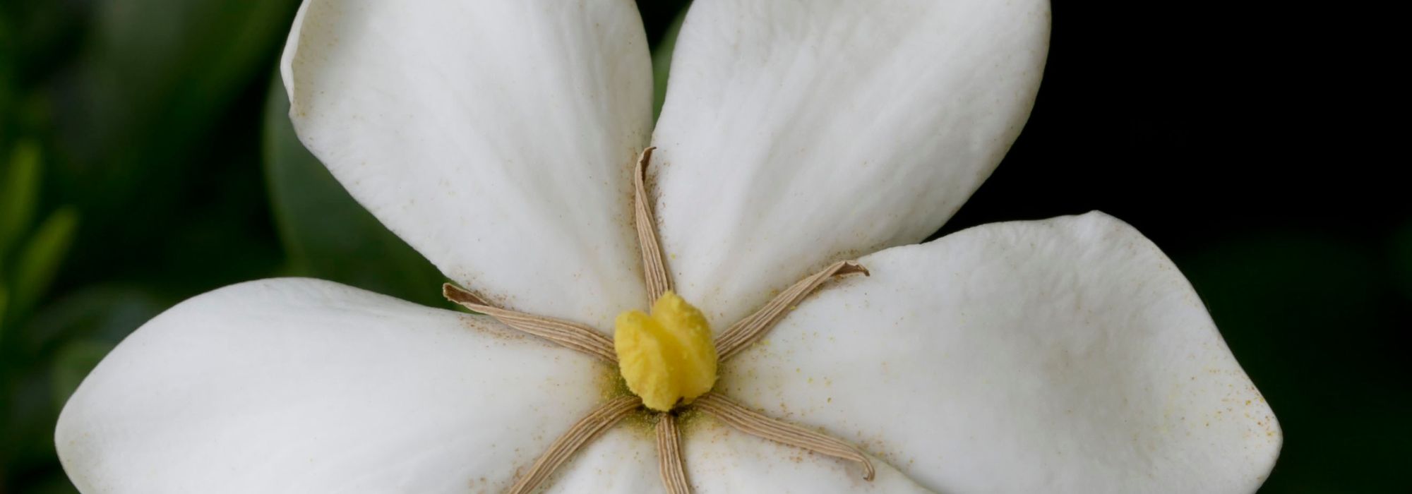 Jasmin blanc d'hiver: Comment réussir la plantation - Mon Jardin Ideal