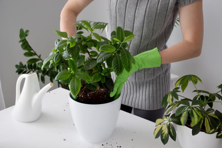 comment planter un gardenia pot