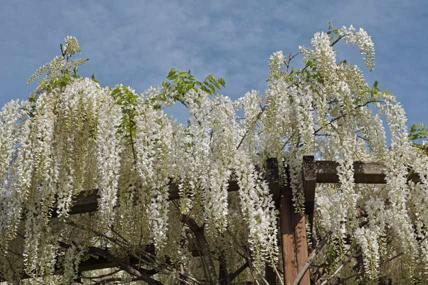 Wisteria sinensis Alba 