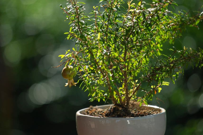 grenadier cultivé en pot