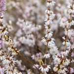 Forsythia blanc, Abeliophyllum distichum  : culture et entretien