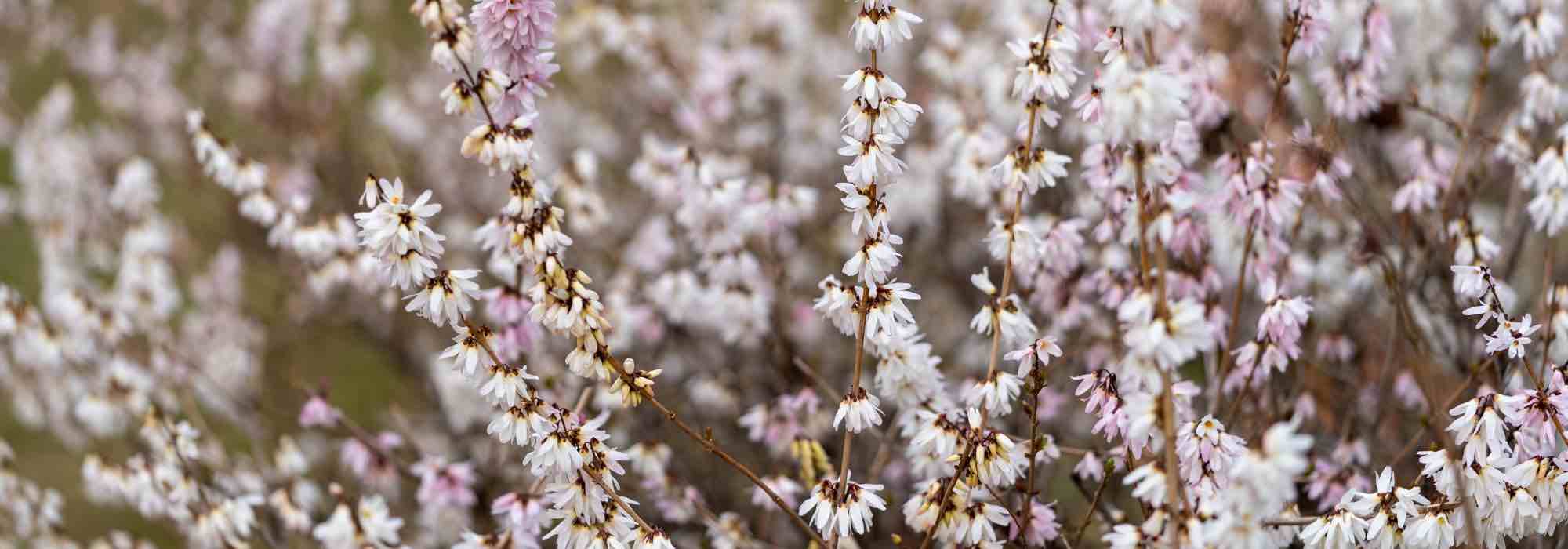 Forsythia blanc, Abeliophyllum distichum  : culture et entretien