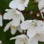 Deutzia : les plus belles variétés 