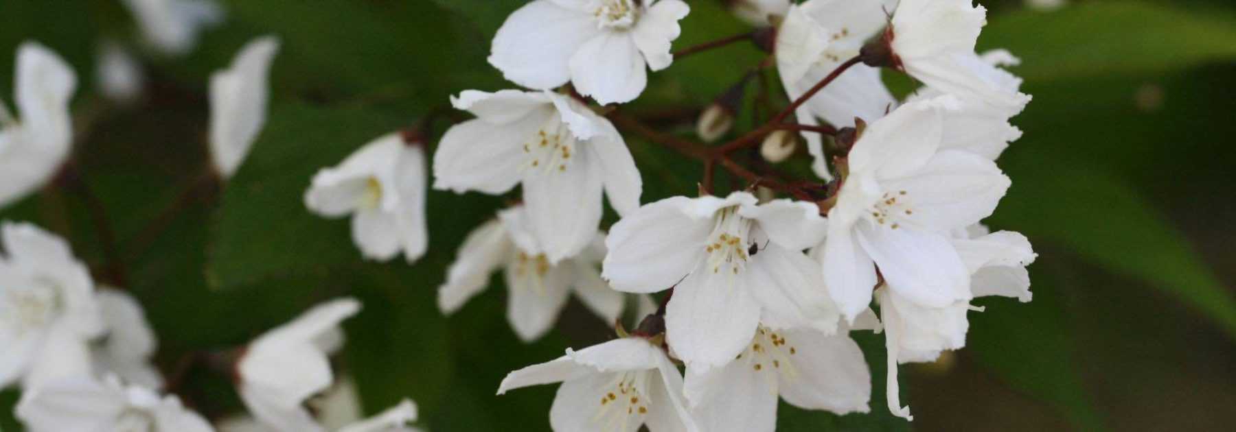 Deutzia : les plus belles variétés 