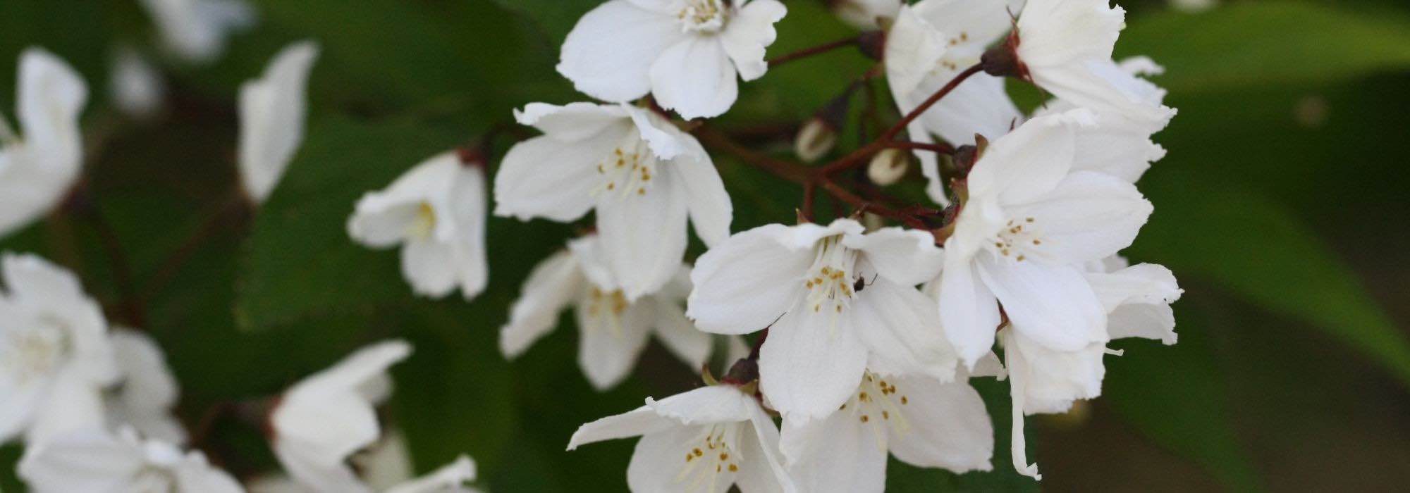 Deutzia : les plus belles variétés 