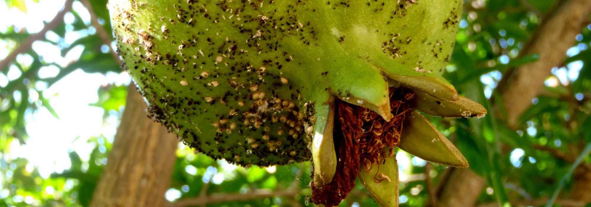 Maladies et parasites du grenadier