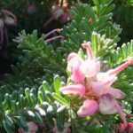 Grevillea rampant : 5 variétés à découvrir