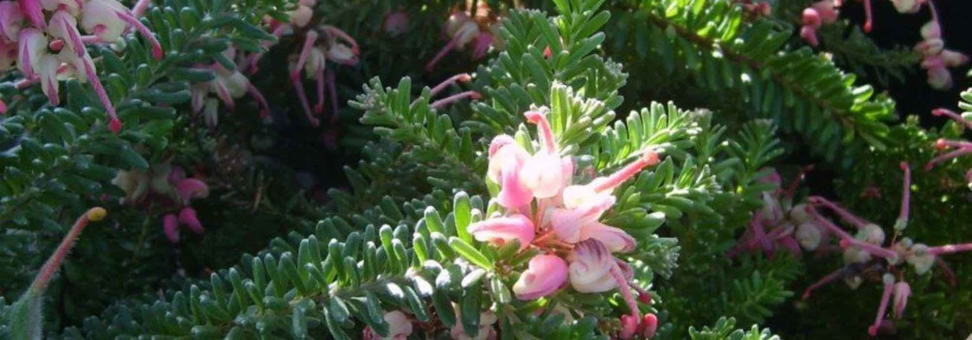 Grevillea rampant : 5 variétés à découvrir