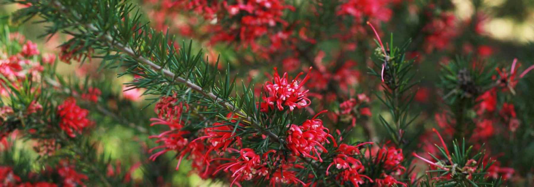 Cultiver le Grevillea en pot 