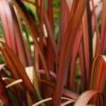 Comment cultiver un Phormium en pot ?