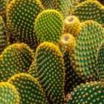 5 cactus et plantes grasses qui résistent au froid et à la sécheresse