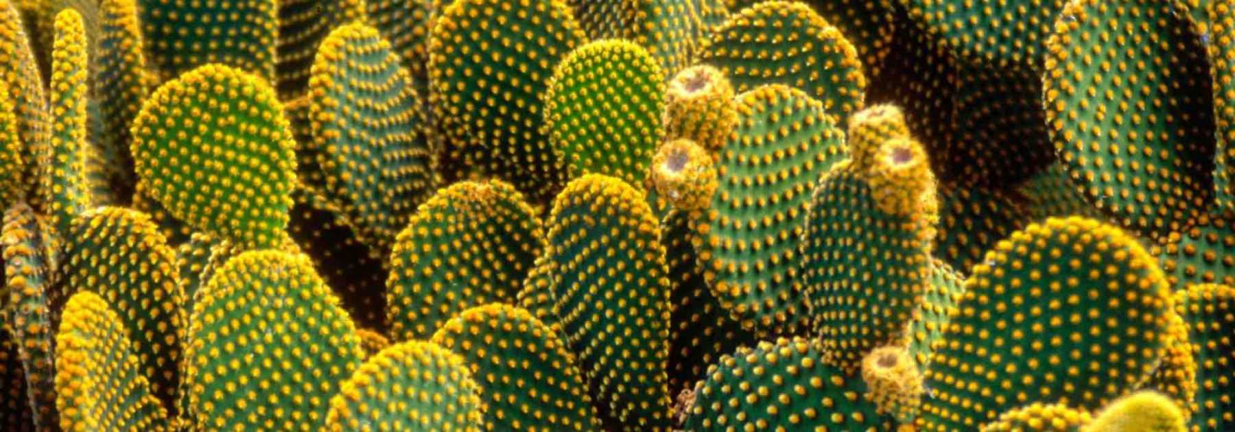 5 cactus et plantes grasses qui résistent au froid et à la sécheresse