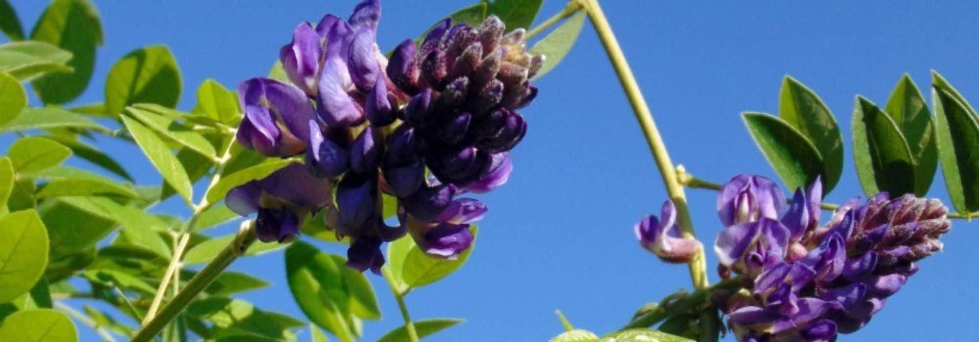 Il faut maltraiter les glycines pour obtenir des fleurs