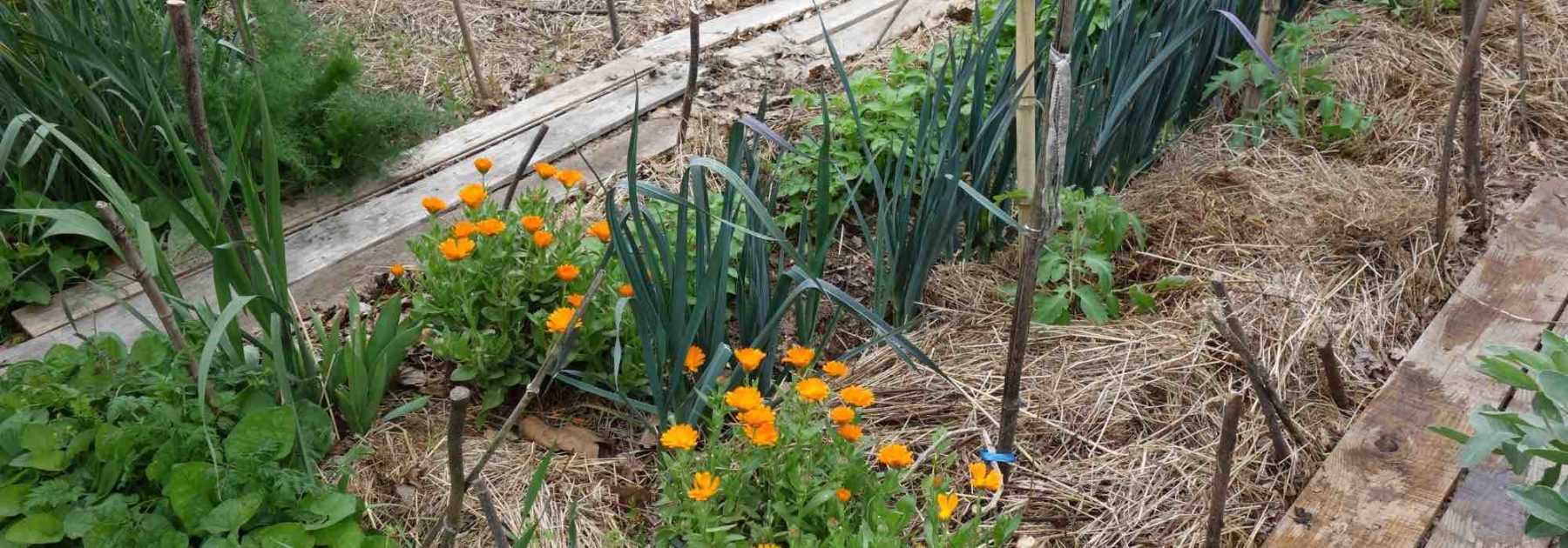 Permaculture : le principe d'autorégulation