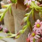 Comment cultiver un Sedum en pot ?