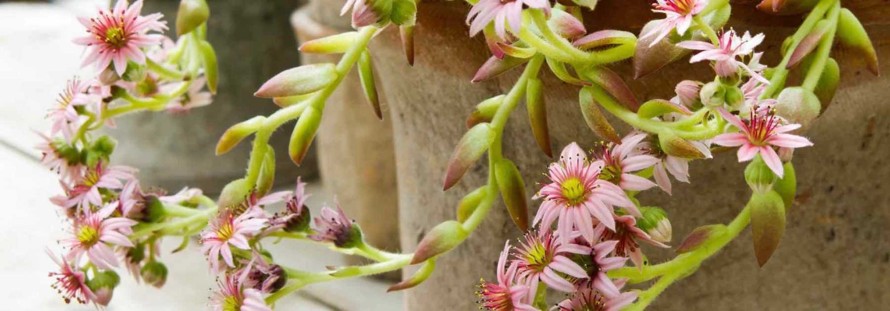 Comment cultiver un Sedum en pot ?