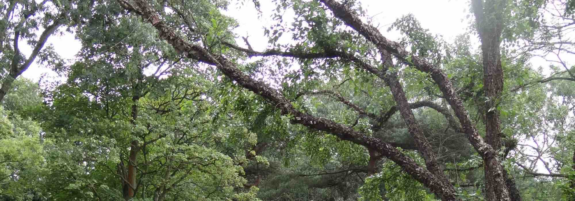 La taille douce ou raisonnée des arbres