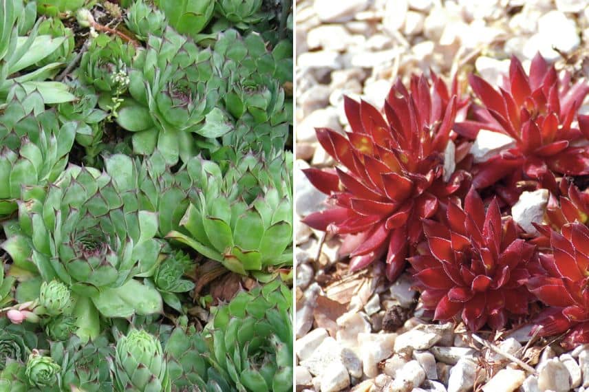 Sempervivum sur une toiture