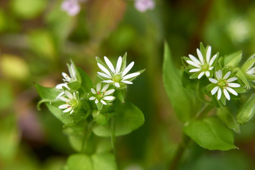 plantes bio-indicatrices