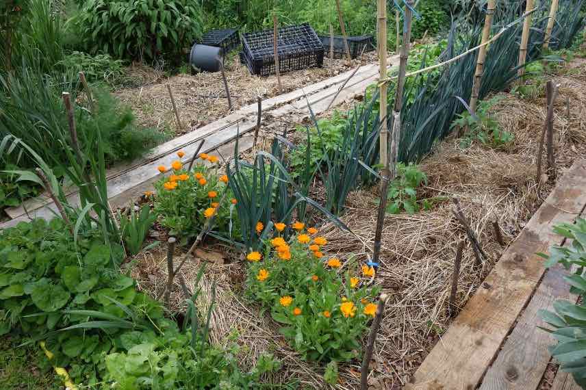 Misez sur le bac permaculture en bois signé Jardin et Saisons !