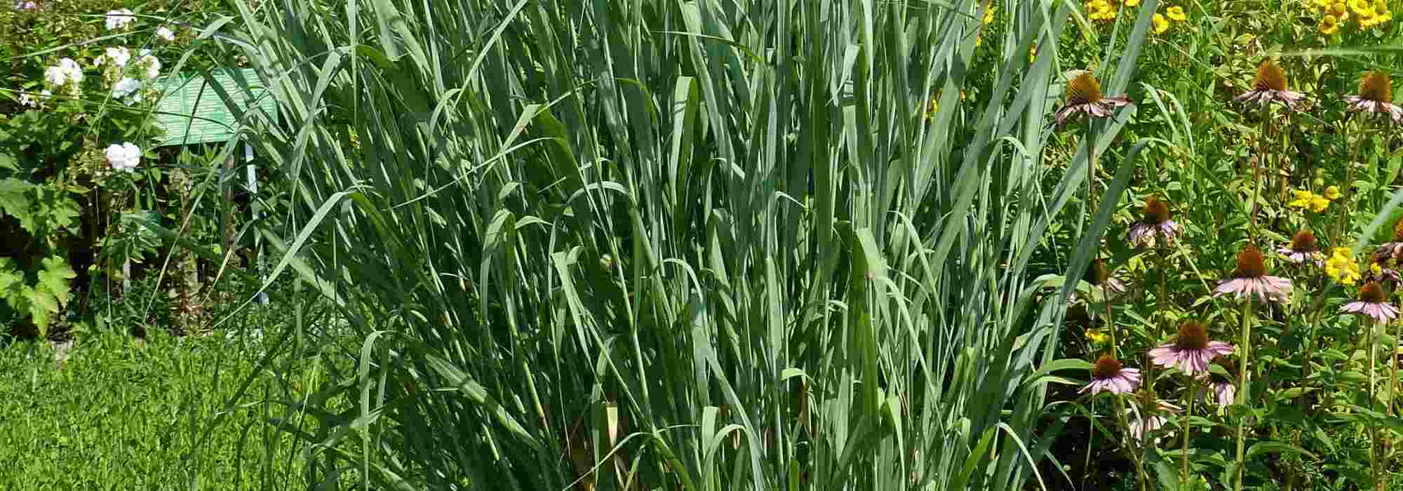 Panicum : les meilleures variétés