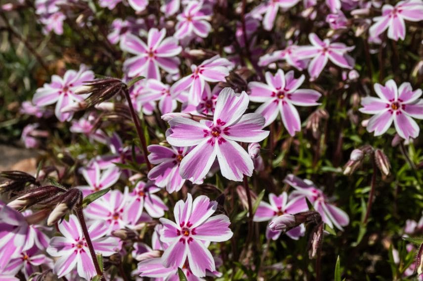 phlox pour toiture végétalisé 