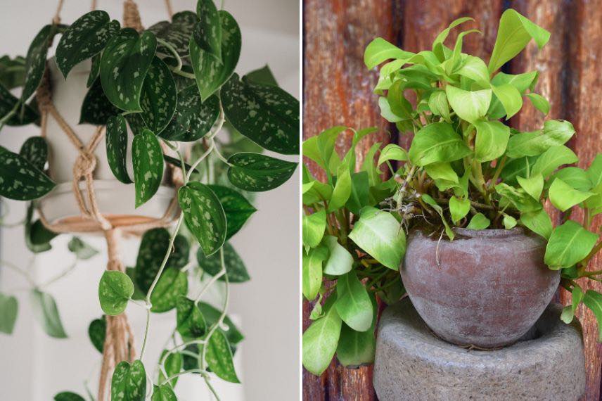 Scindapsus et Pothos