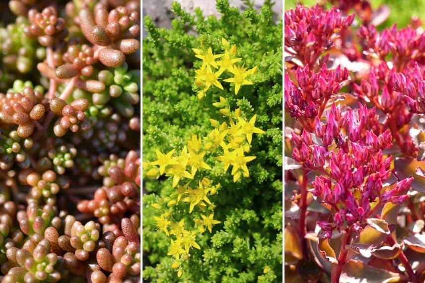 sedum sur une toiture