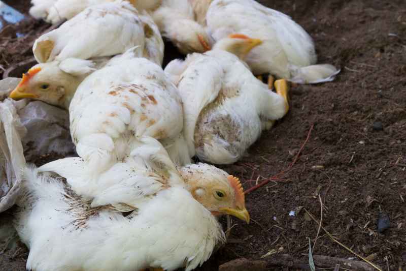 grippe aviaire consequences sur avifaune oiseaux sauvages