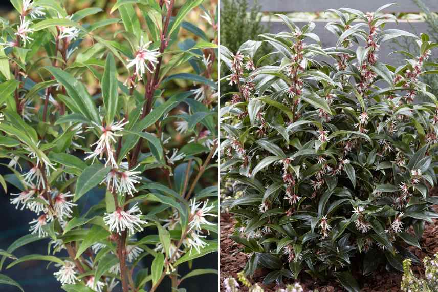 Sarcococca cultiver en pot, sarcococca culture en pot