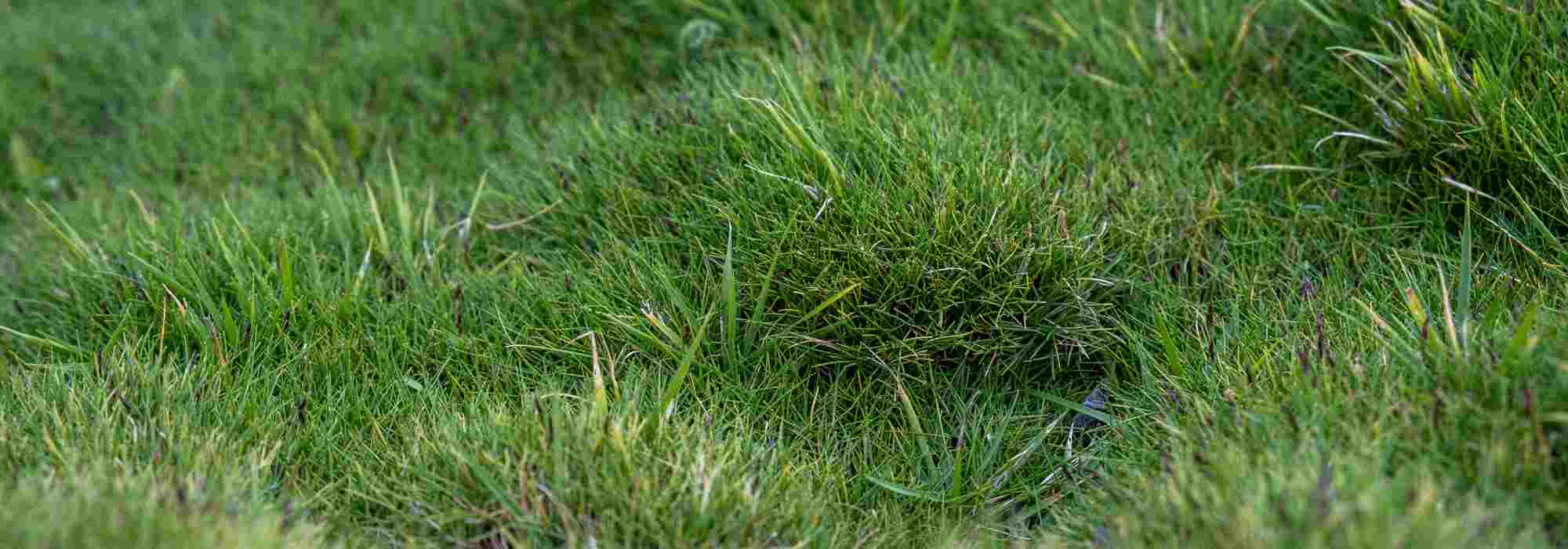 Alternative au gazon : planter le Zoysia