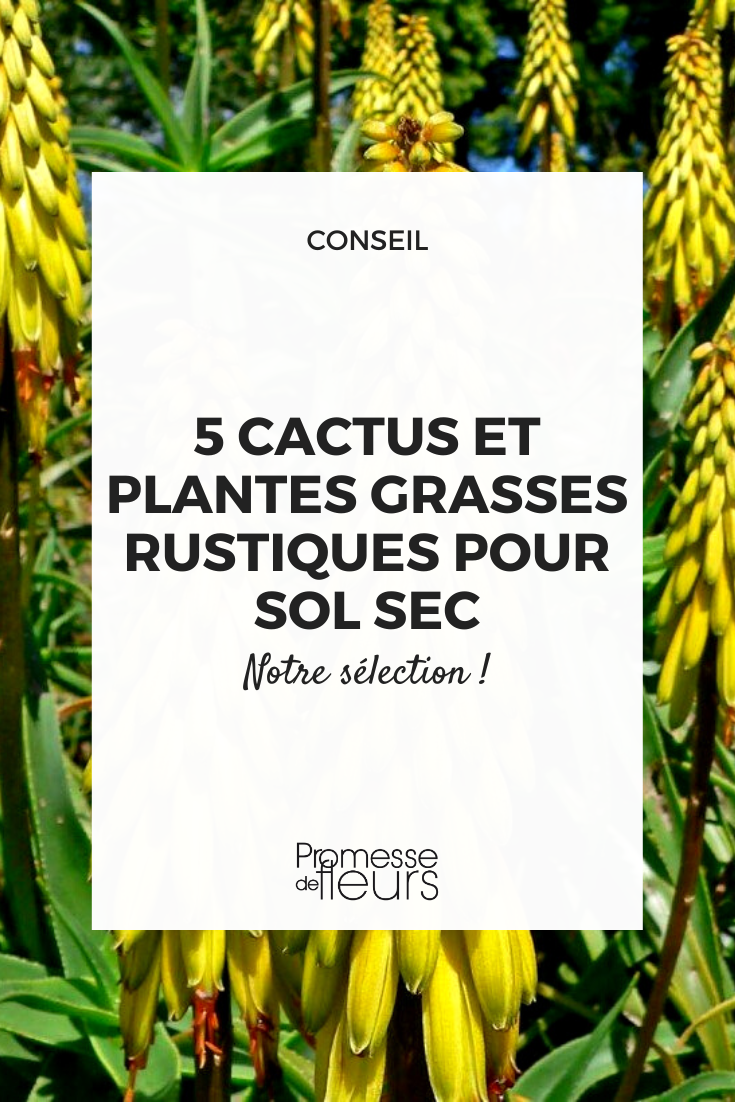 Plantes succulentes : le palmarès des plantes grasses originales