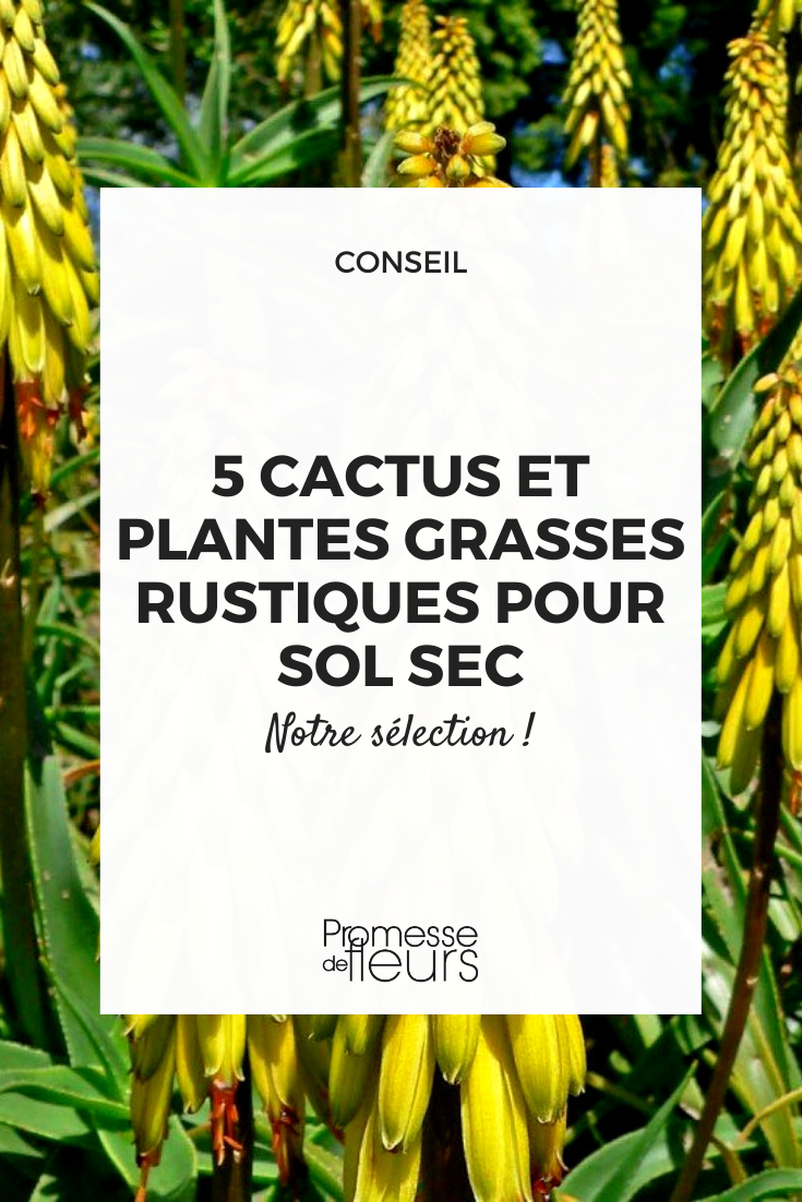 Dehors, les succulentes ! Ces plantes qui ont tout pour plaire.