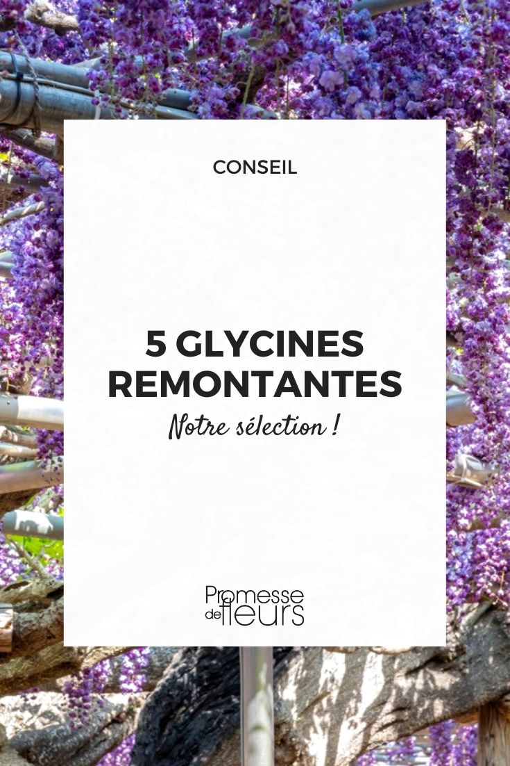 glycine wisteria