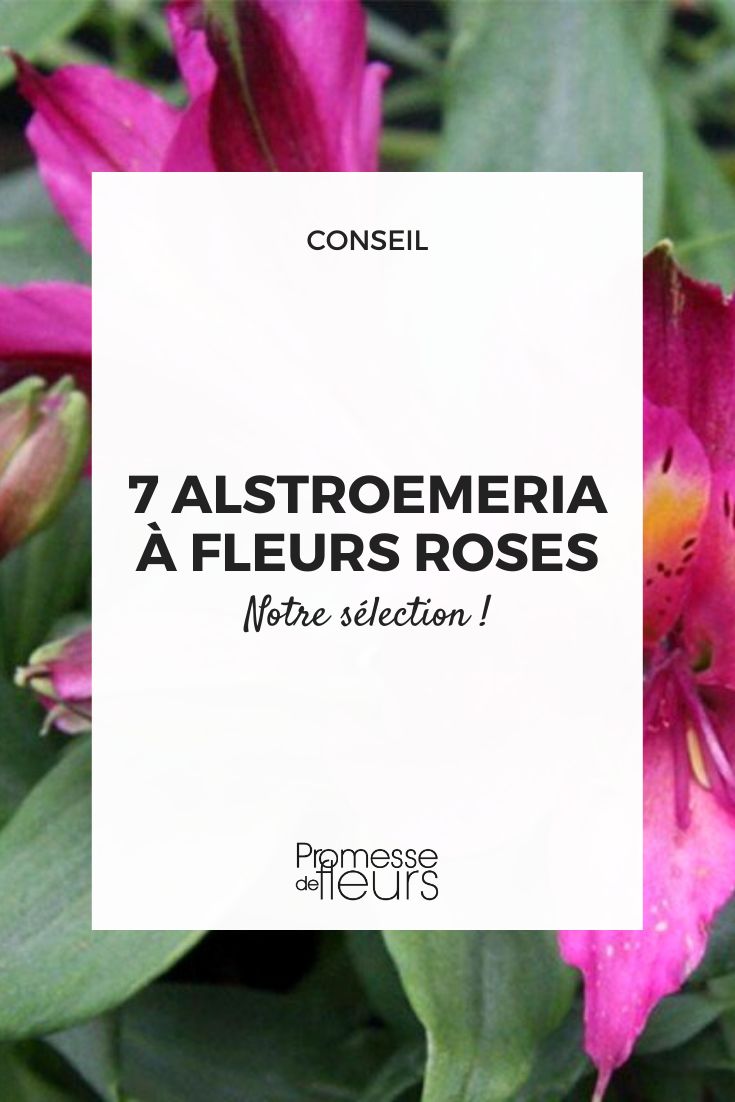 Alstroemere rose