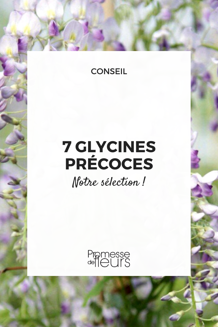 glycines qui fleurissent tot au printemps